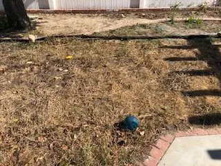 Affordable landscape installation experts serving Ventura, CA - Kalorama Landscape