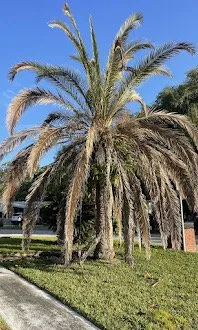 Local lawn mowing service in Springhill, FL - Kal's Lawn Care Services