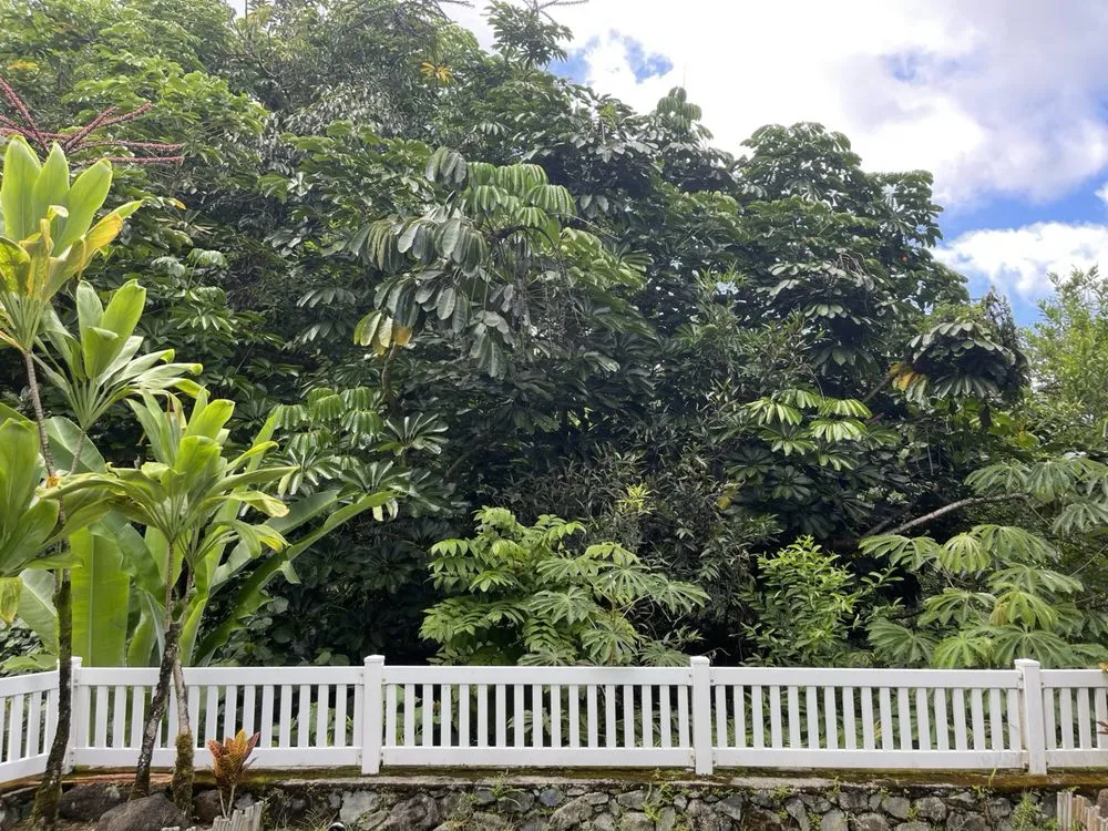 Expert yard cleanup service in Waianae, HI by Kama'aina Hawaii Services