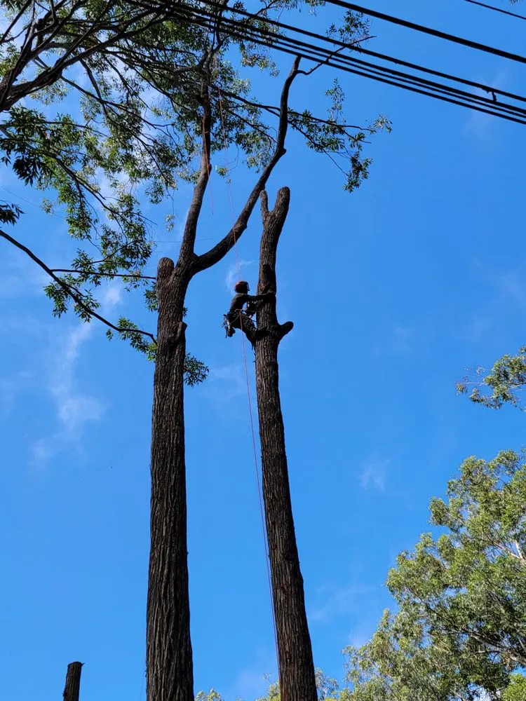 Reliable outdoor landscaping for beautiful yards across Waimea, HI - Kamaaina Landscaping