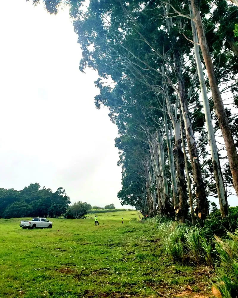 Trusted yard cleanup service near you in Waimea, HI by Kamaaina Landscaping