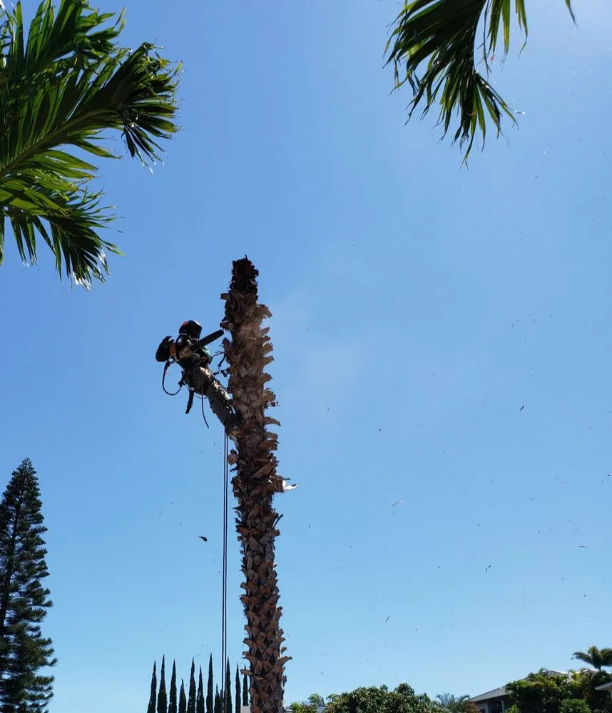 Trusted yard cleanup service for beautiful yards across Waimea, HI - Kamaaina Landscaping