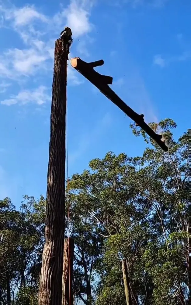 Affordable lawn care service experts serving Waimea, HI - Kamaaina Landscaping