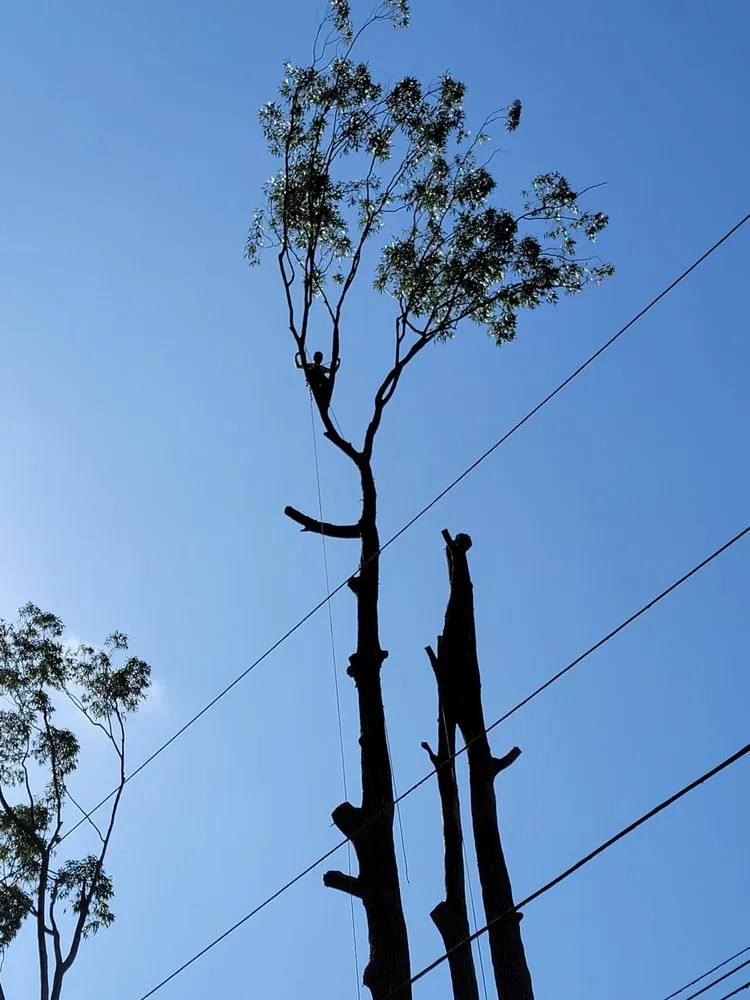 Affordable lawn care service experts serving Waimea, HI - Kamaaina Landscaping