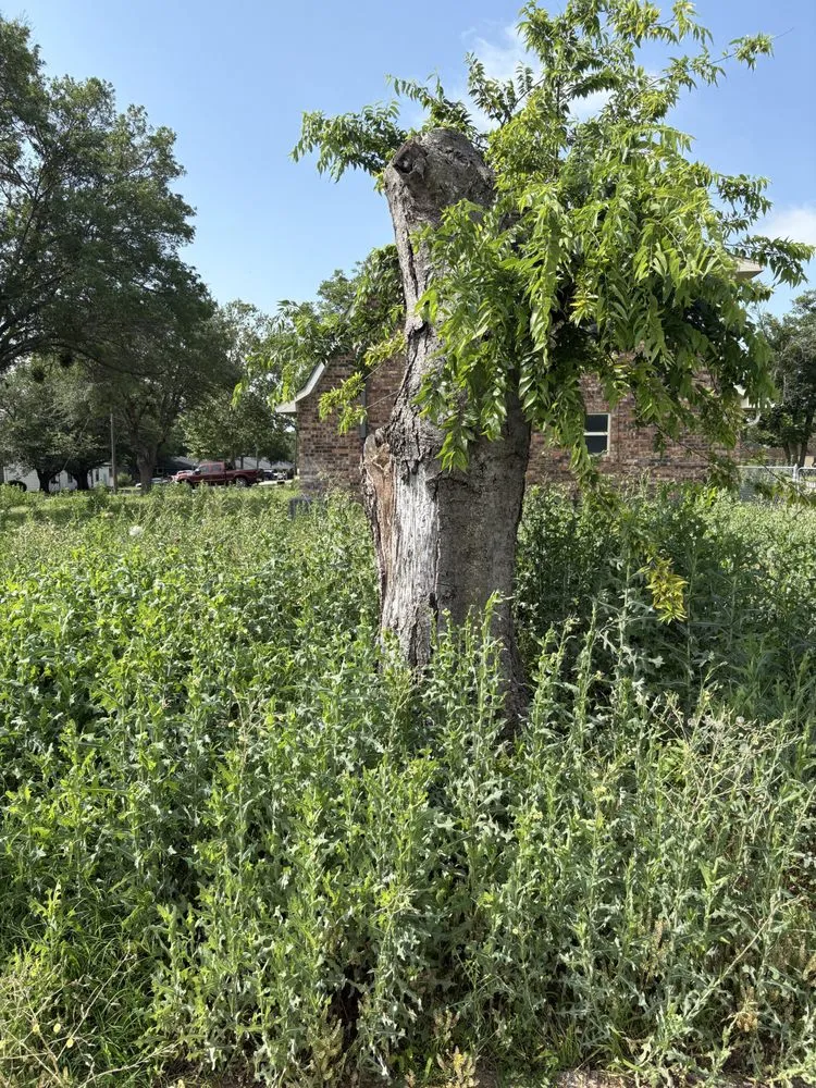 Local landscaping services experts serving Aubrey, TX - Kamanee’s Lawn Care