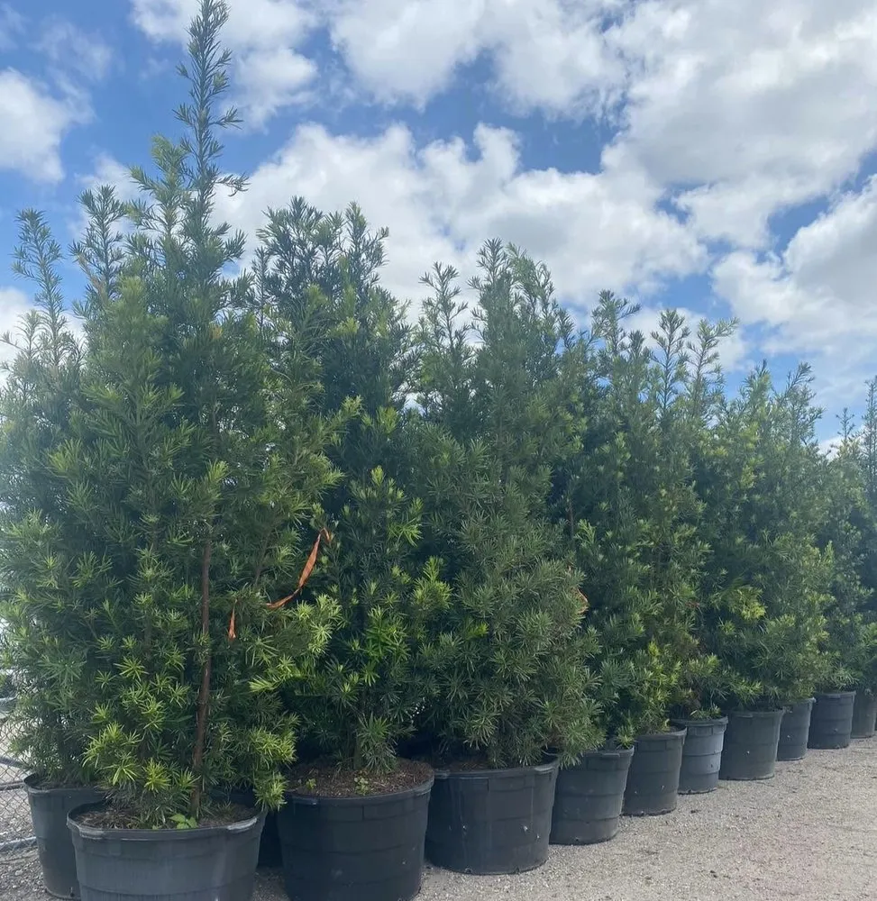 Local landscaping services in Cape Coral, FL - Kamden Farms