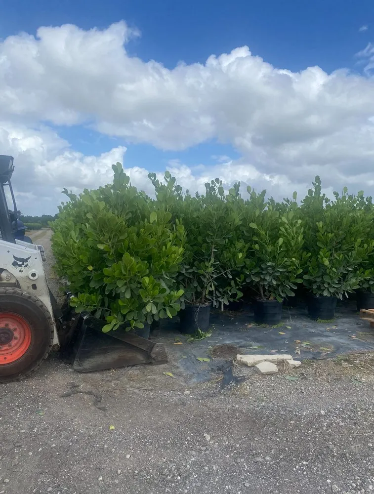 Custom landscape design in Cape Coral, FL by Kamden Farms