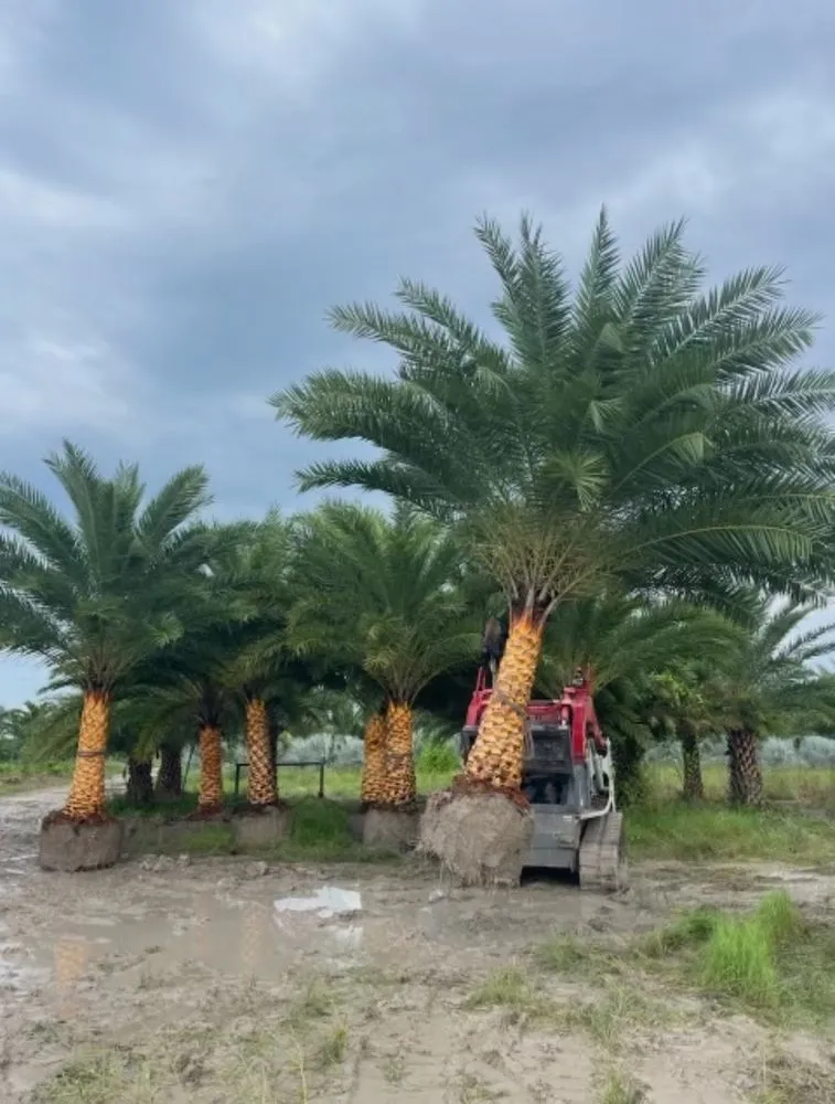 Local yard maintenance in Cape Coral, FL by Kamden Farms