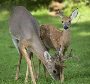 Kamen Tree & Turf Logo