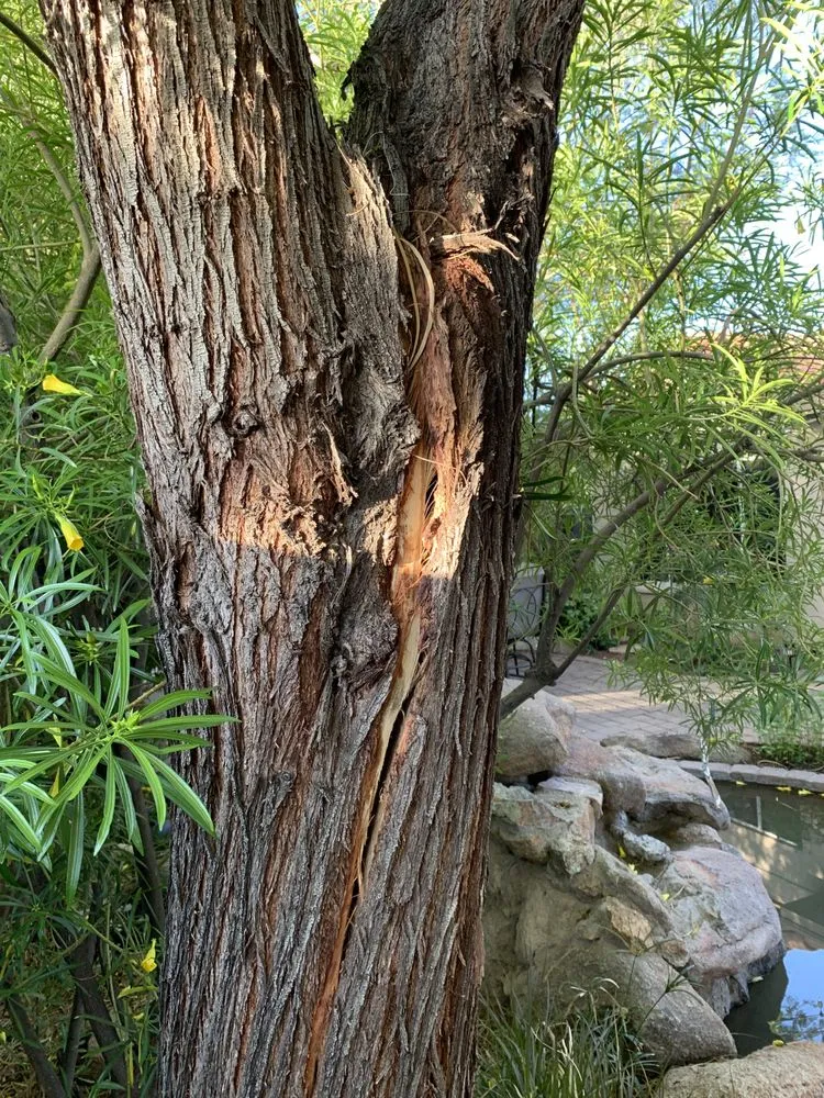 Expert landscaping services experts serving Sun City, AZ - Kam's Tree Services