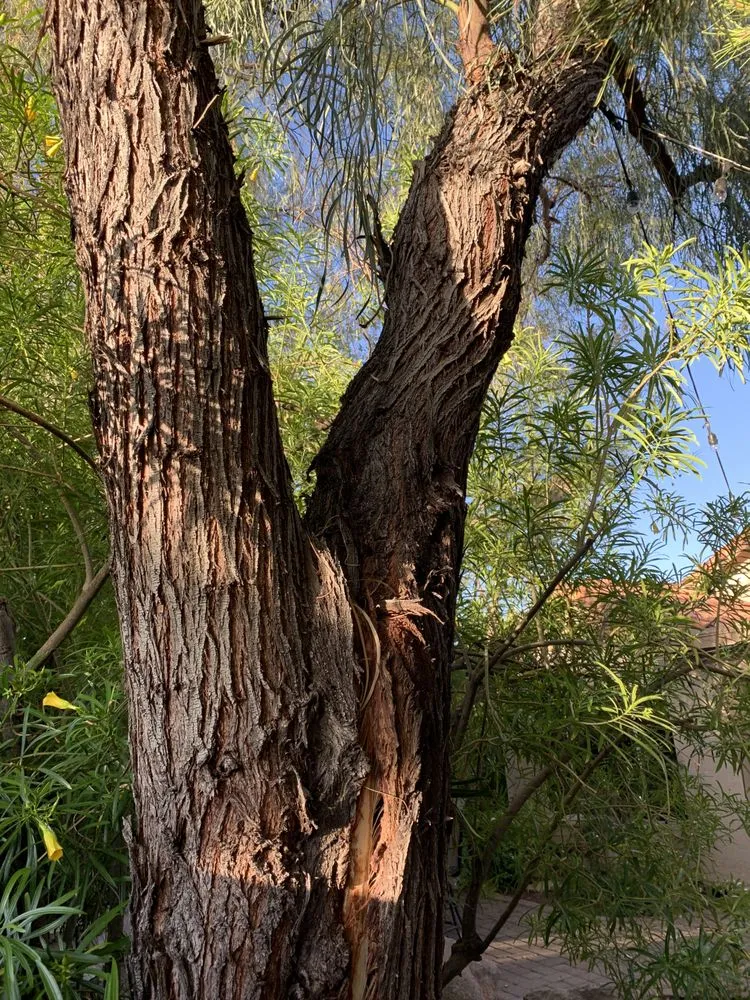 Custom yard maintenance in Sun City, AZ by Kam's Tree Services