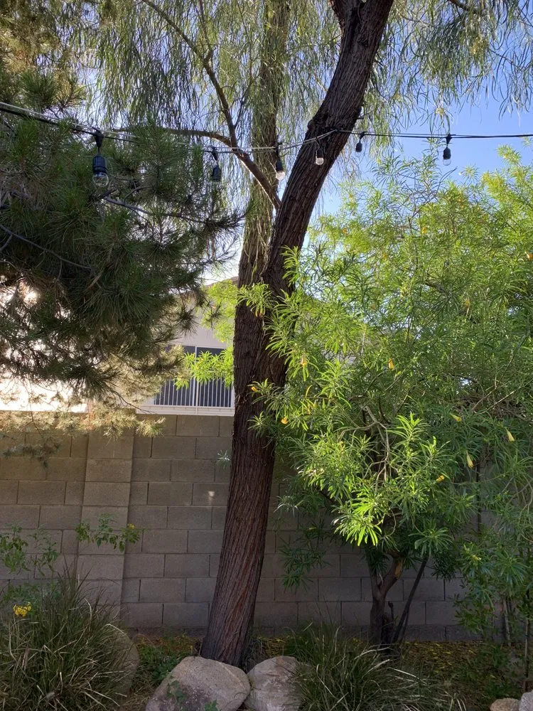Trusted yard maintenance in Sun City, AZ by Kam's Tree Services