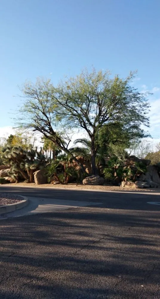 Professional garden landscaping for year-round maintenance in Sun City, AZ by Kam's Tree Services