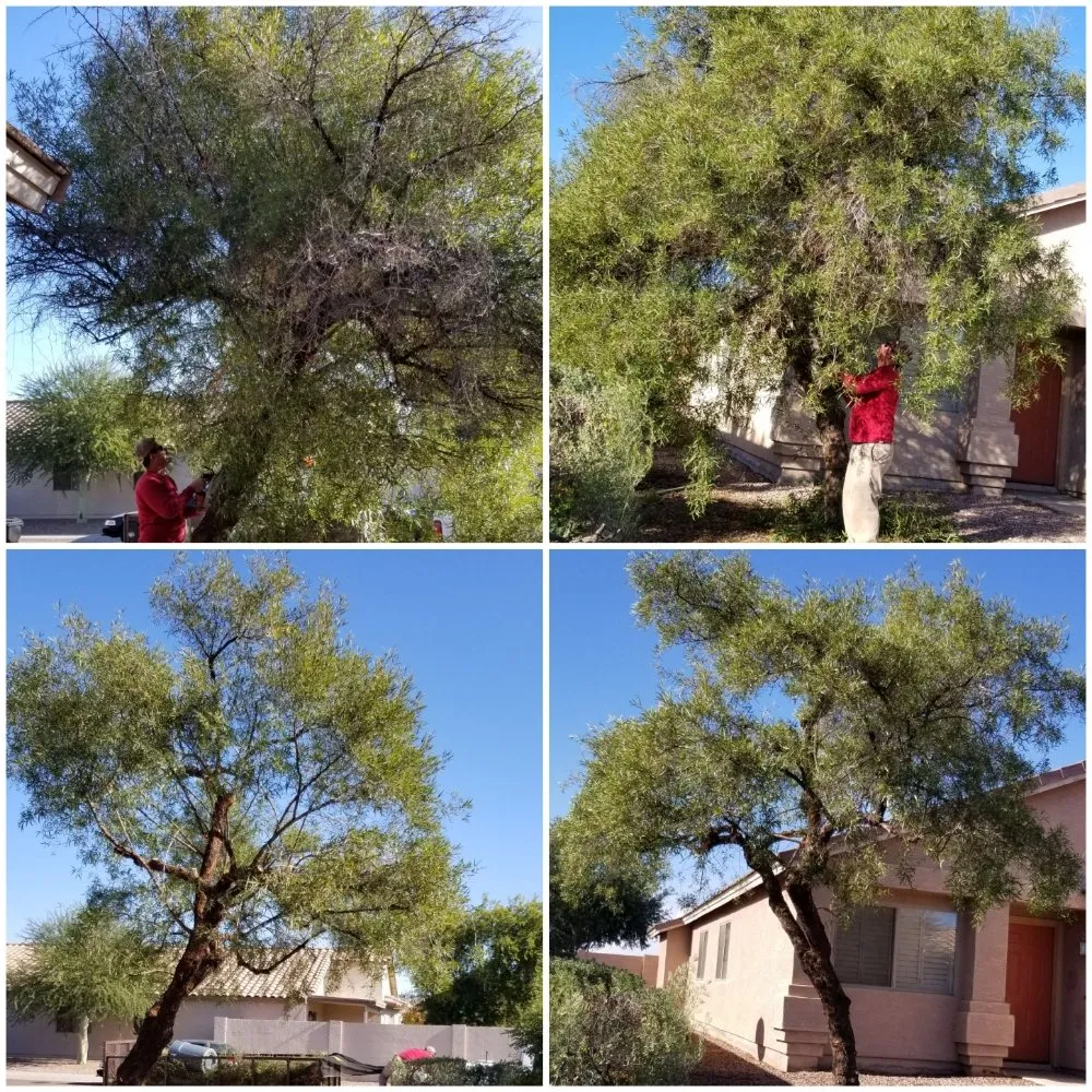 Reliable landscape installation in Sun City, AZ - Kam's Tree Services