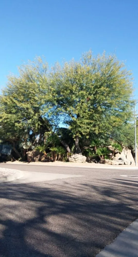 Local outdoor landscaping in Sun City, AZ by Kam's Tree Services