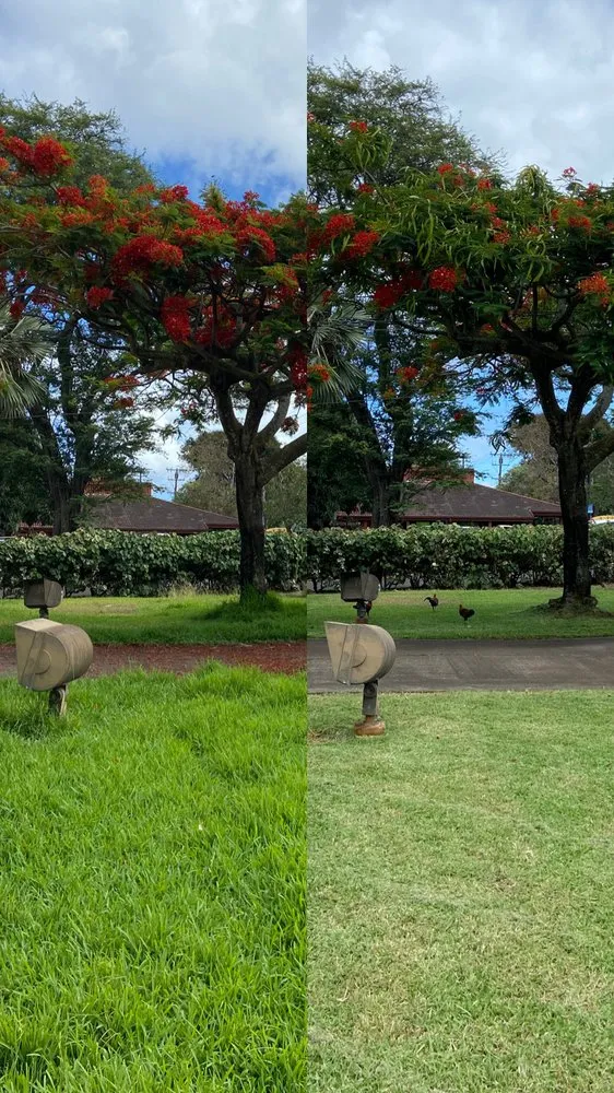 Top-rated landscaping services for year-round maintenance across Honolulu, HI - Kanaka Landscaping Services