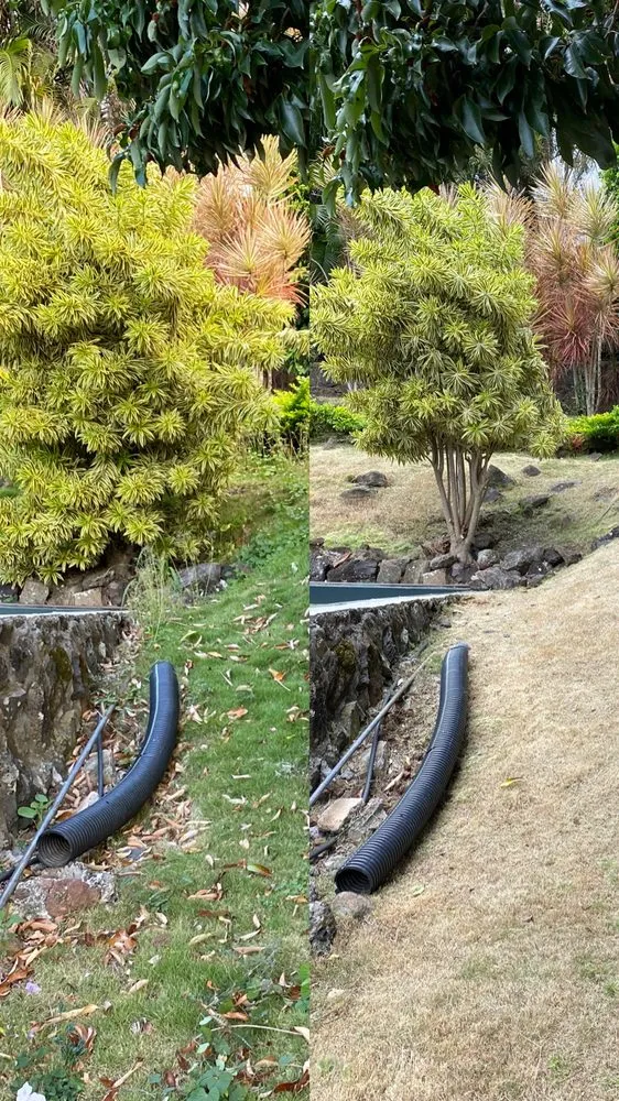 Expert residential landscaping in Honolulu, HI by Kanaka Landscaping Services