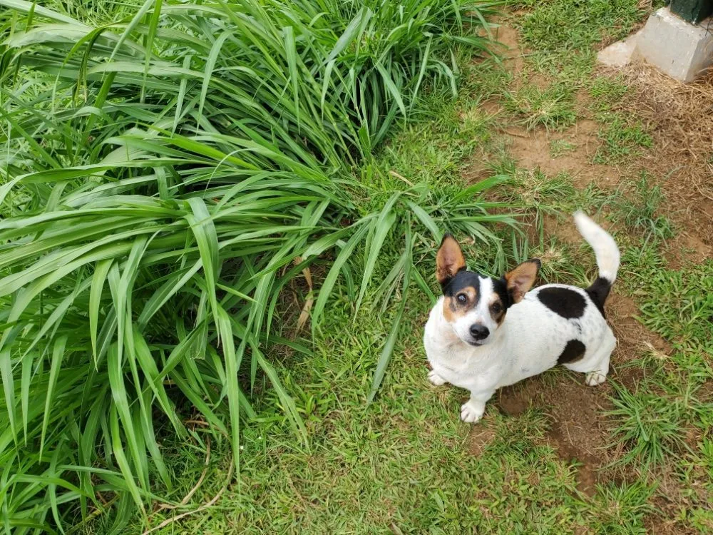 Top-rated garden landscaping for beautiful yards across Pāhoa, HI - Kanaka Rockwalls Fencing And Landscaping