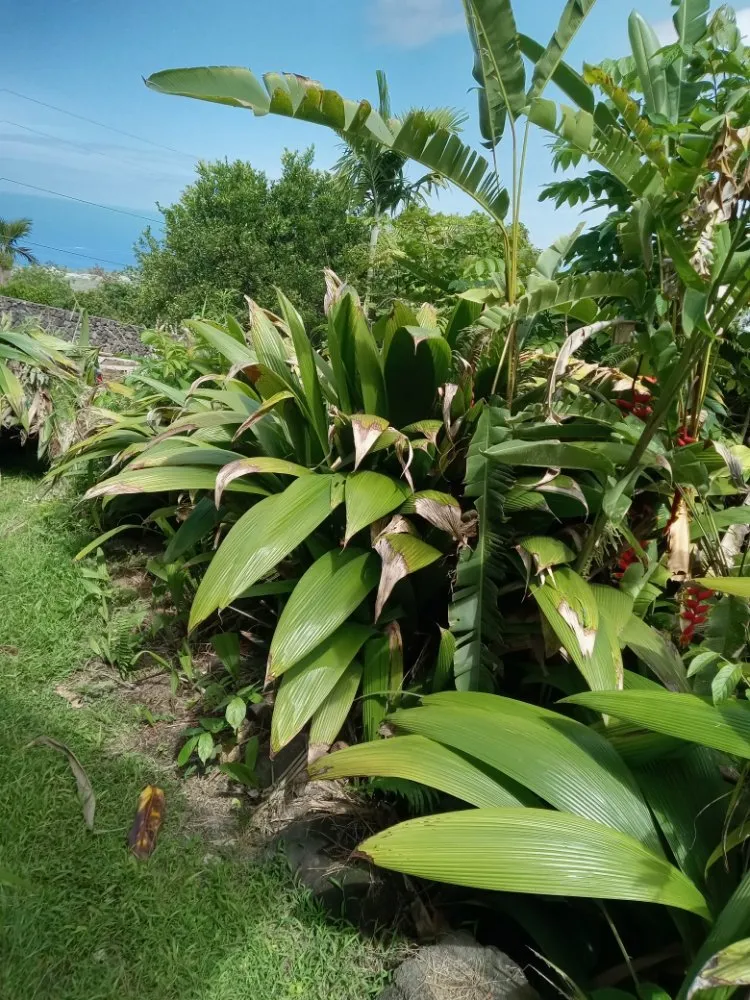 Professional landscape design near you across Pāhoa, HI - Kanaka Rockwalls Fencing And Landscaping