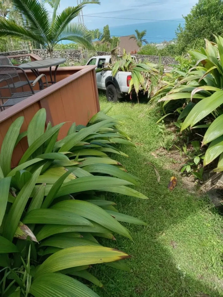 Top-rated lawn care service experts serving Pāhoa, HI - Kanaka Rockwalls Fencing And Landscaping
