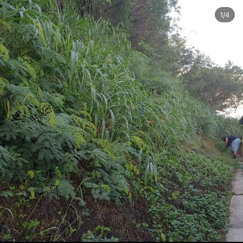 Expert landscape design in Kaneohe, HI by Kanaka Yard Maintenance