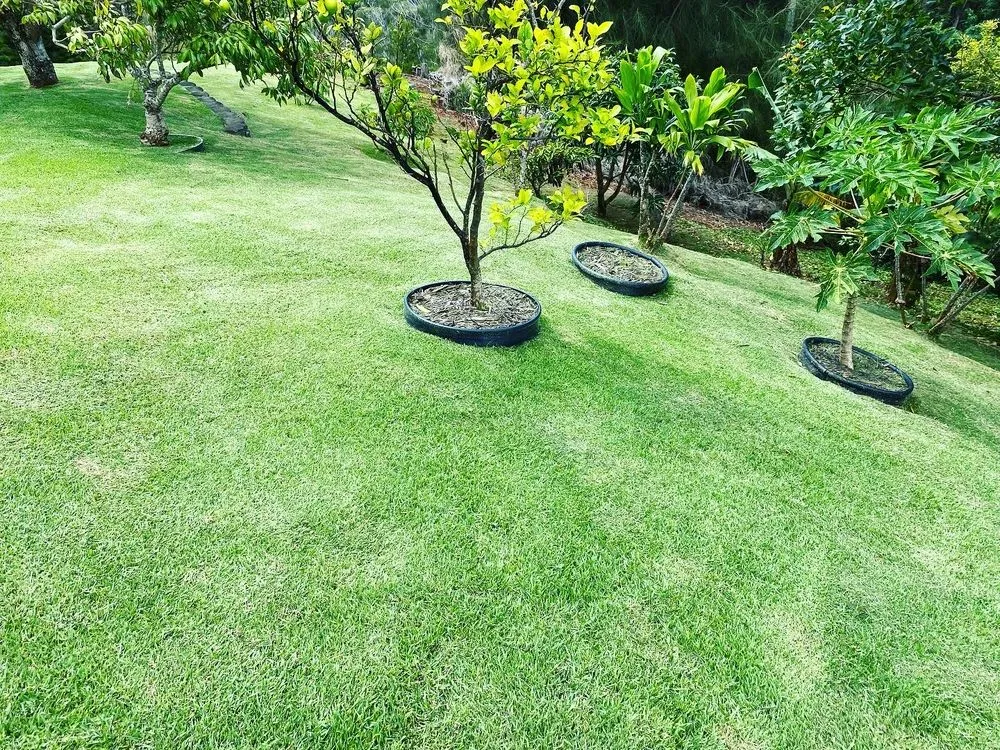 Expert residential landscaping in Aiea, HI - Kanakz Landscaping And Cleaning