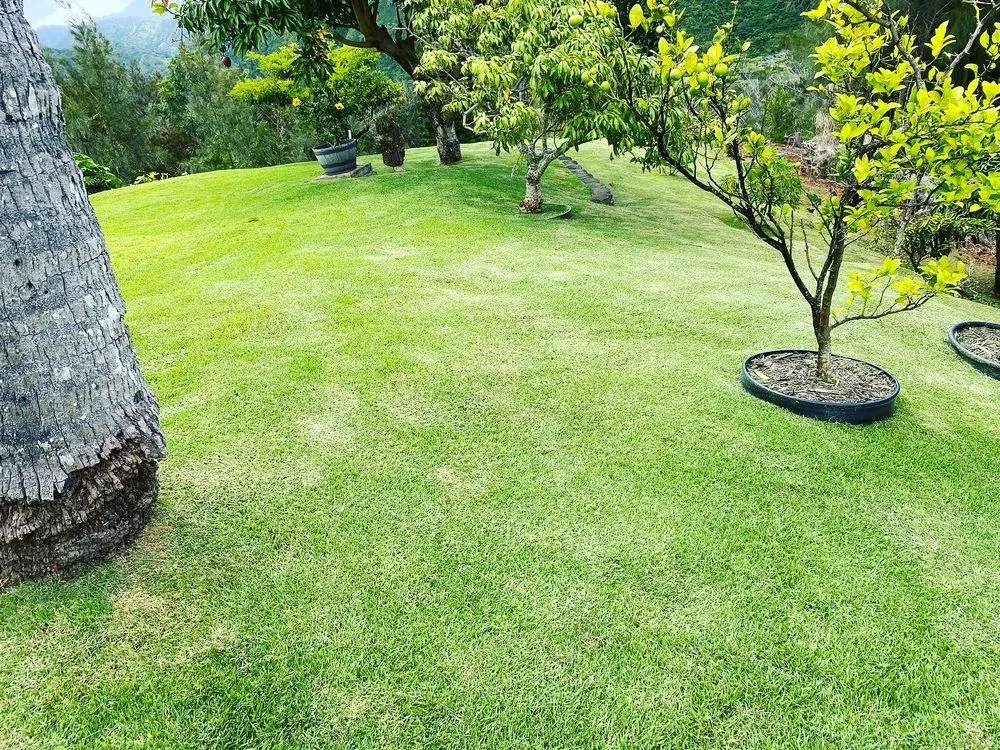 Local lawn care service in Aiea, HI by Kanakz Landscaping And Cleaning