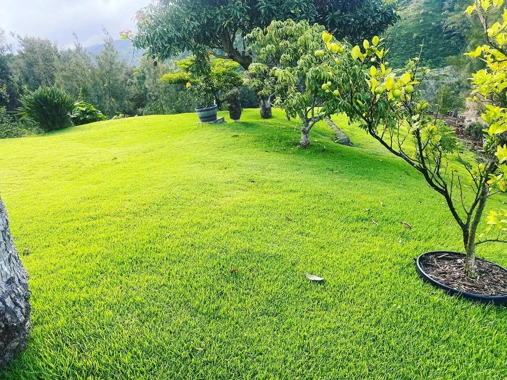 Trusted lawn mowing service in Aiea, HI - Kanakz Landscaping And Cleaning