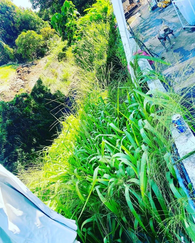 Professional landscaping services experts serving Aiea, HI - Kanakz Landscaping And Cleaning