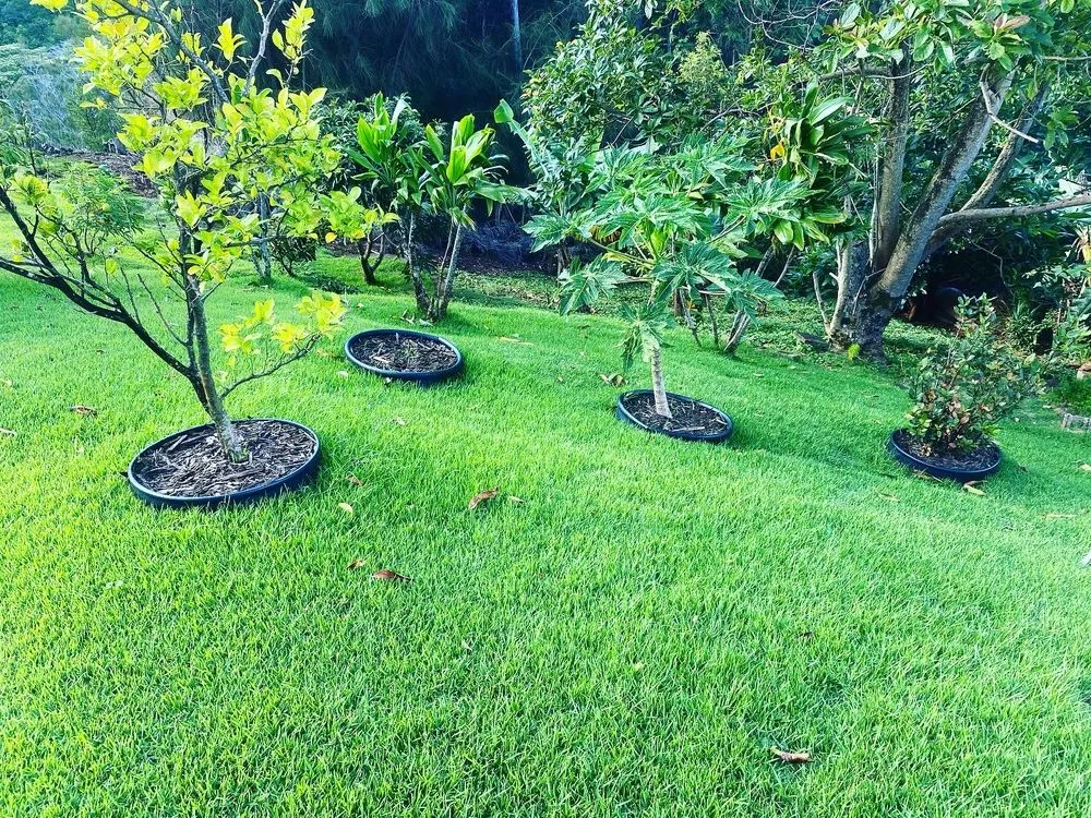 Local landscape design in Aiea, HI by Kanakz Landscaping And Cleaning