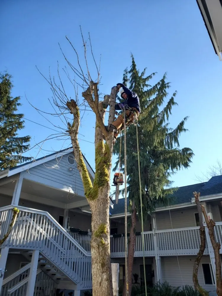 Trusted lawn care service in Ravensdale, WA by Kanaskat Tree Service