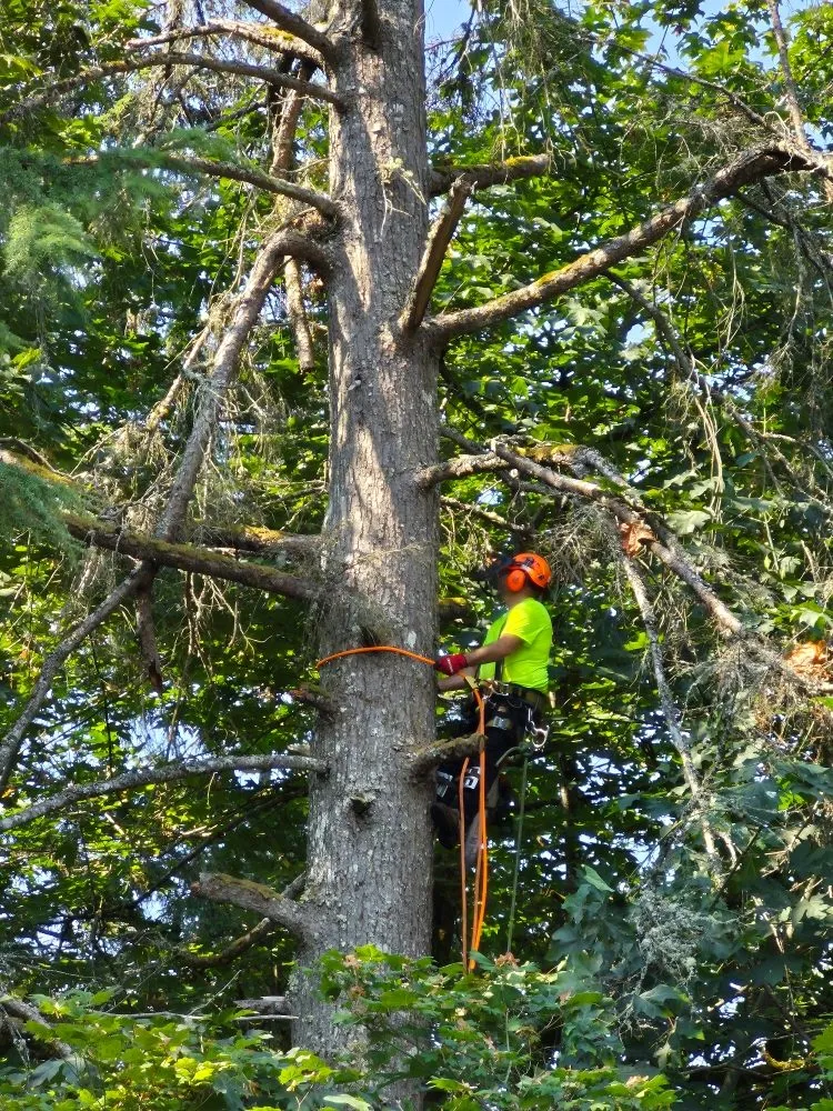 Custom lawn care service experts serving Ravensdale, WA - Kanaskat Tree Service
