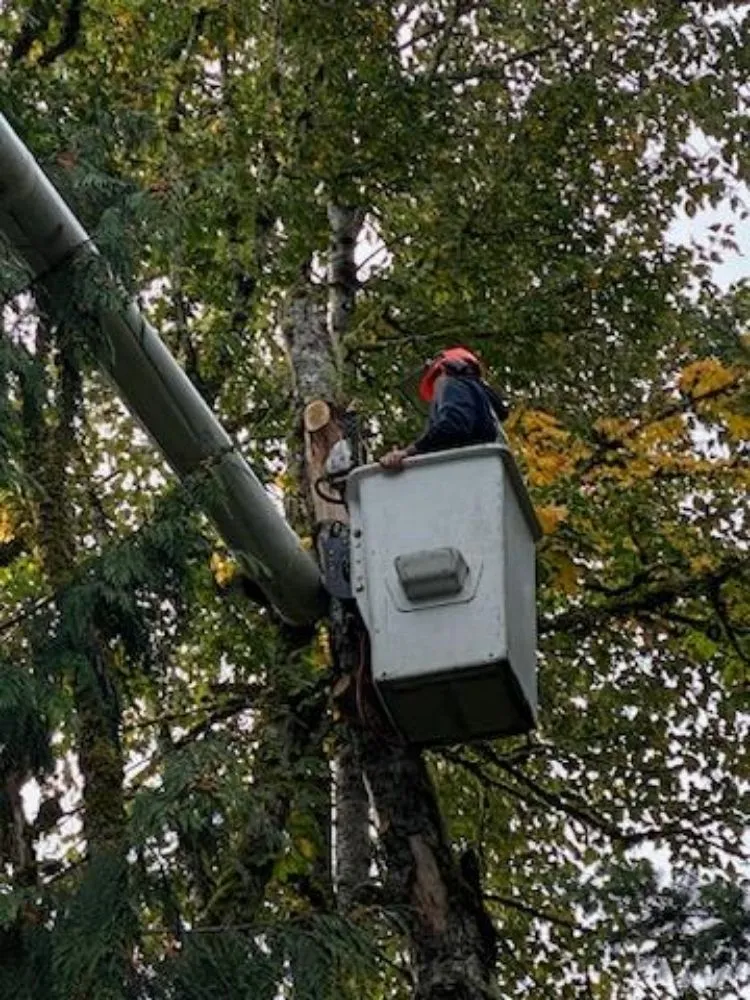 Affordable outdoor landscaping experts serving Ravensdale, WA - Kanaskat Tree Service