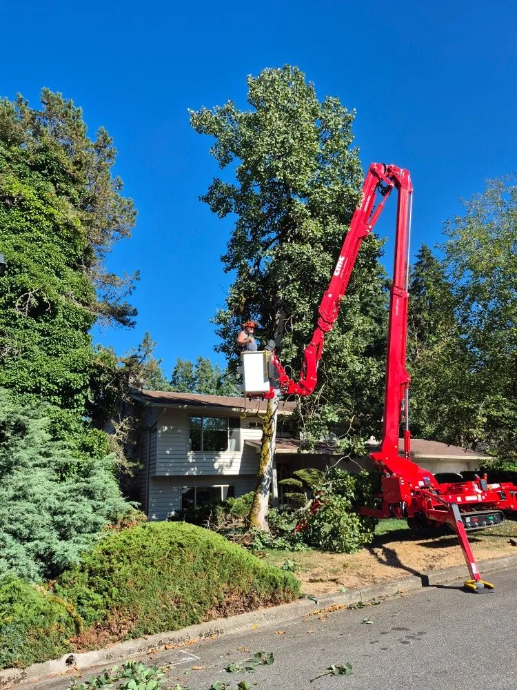 Trusted yard cleanup service in Ravensdale, WA by Kanaskat Tree Service