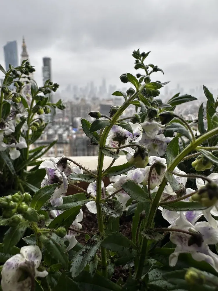 Top-rated landscape design in Maywood, NJ - Kane Enterprises