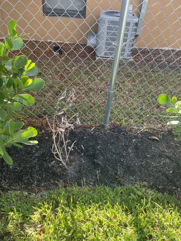 Local landscaping services for homes in Lauderdale Lakes, FL by Kangaroo Landscaping