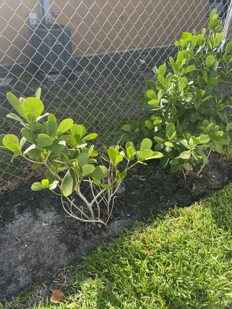 Top-rated lawn care service near you in Lauderdale Lakes, FL by Kangaroo Landscaping