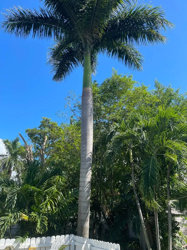 Local outdoor landscaping in Lauderdale Lakes, FL - Kangaroo Landscaping