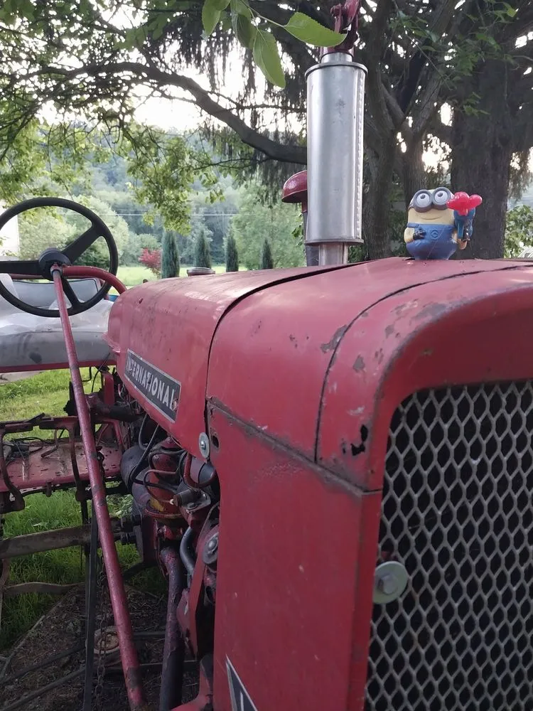 Expert yard cleanup service for year-round maintenance across Ellwood City, PA - Kangaroo Paws