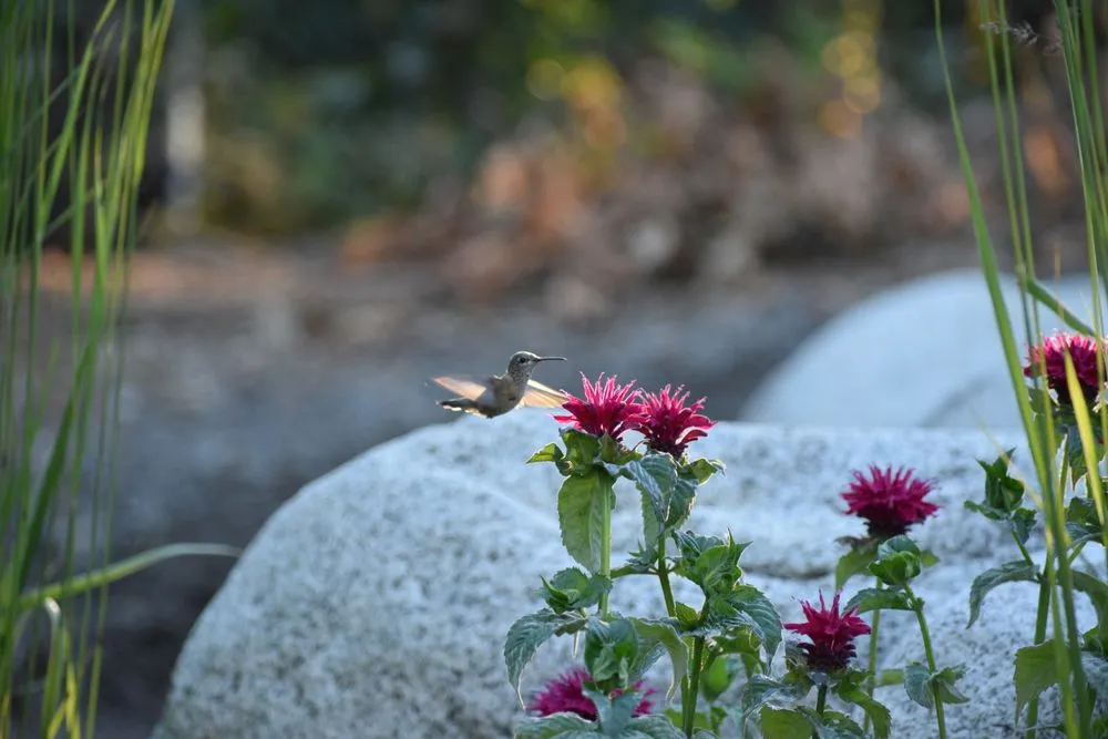 Affordable yard maintenance experts serving Post Falls, ID - Kaniksu Landscaping