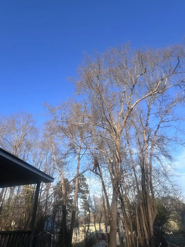 Affordable yard cleanup service for homes across Sanford, NC - Kapok Tree Service