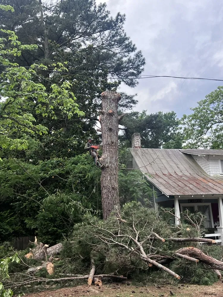 Local yard maintenance experts serving Sanford, NC - Kapok Tree Service