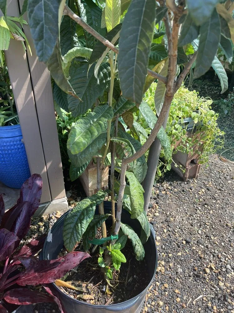 Top-rated lawn care service in Kapolei, HI by Kapolei Greenz