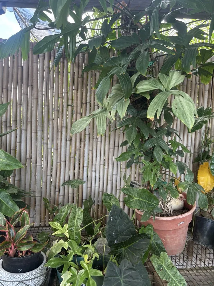 Expert outdoor landscaping in Kapolei, HI by Kapolei Greenz