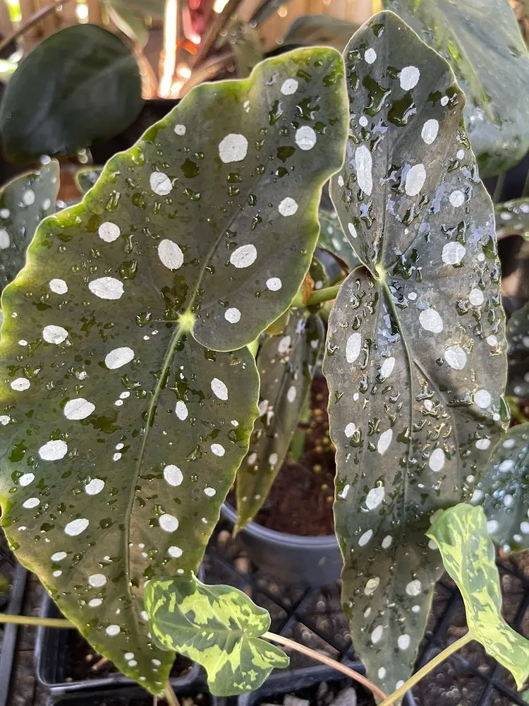 Professional lawn care service in Kapolei, HI - Kapolei Greenz