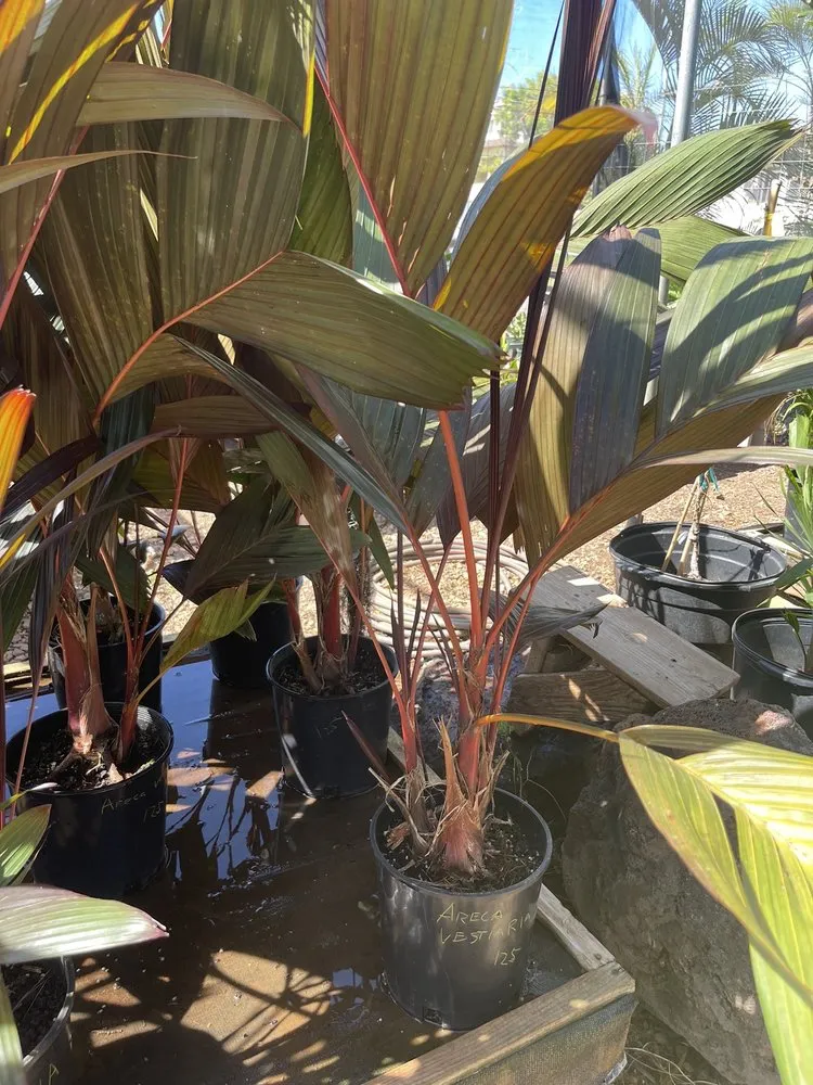 Professional garden landscaping experts serving Kapolei, HI - Kapolei Greenz