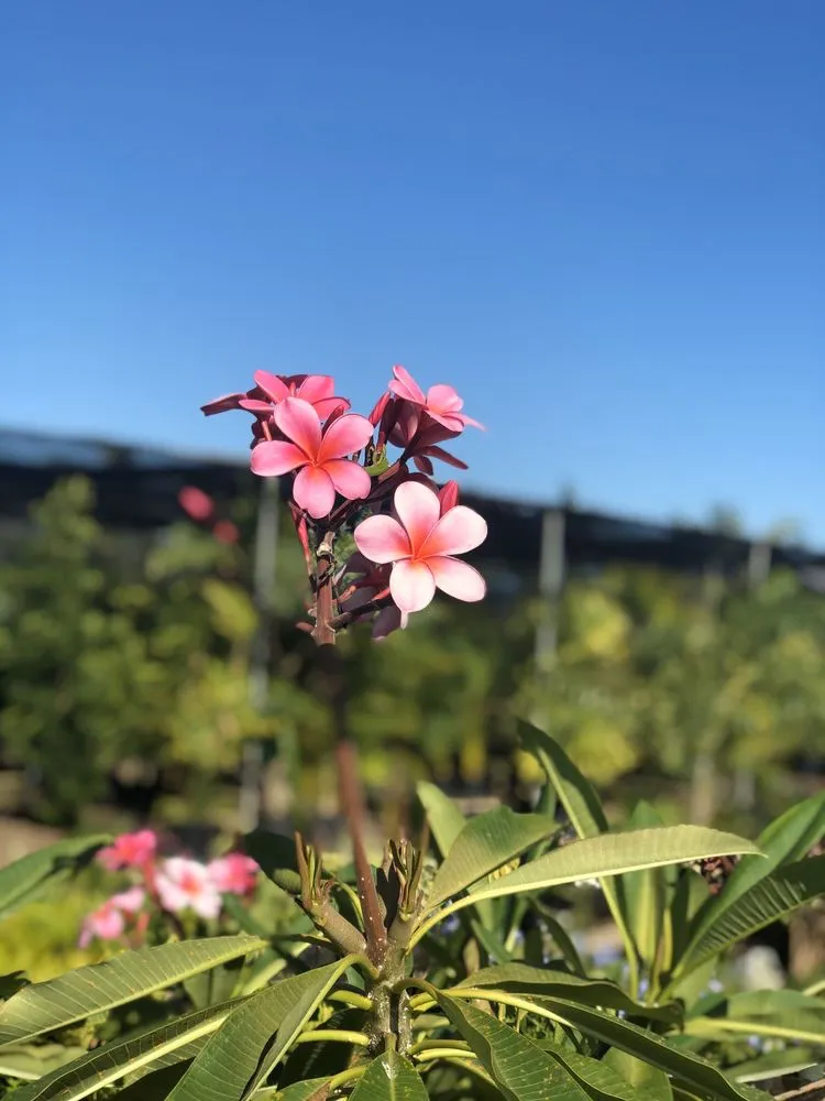 Professional landscaping services for residential properties across Kapolei, HI - Kapolei Greenz