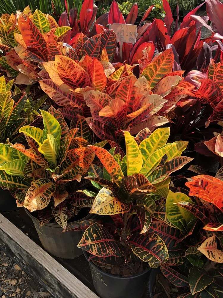 Expert landscaping services experts serving Kapolei, HI - Kapolei Greenz