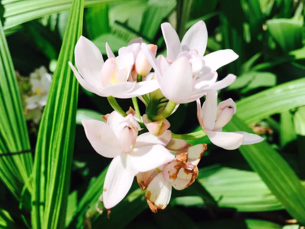 Top-rated landscaping services for outdoor upgrades across Kapolei, HI - Kapolei Greenz