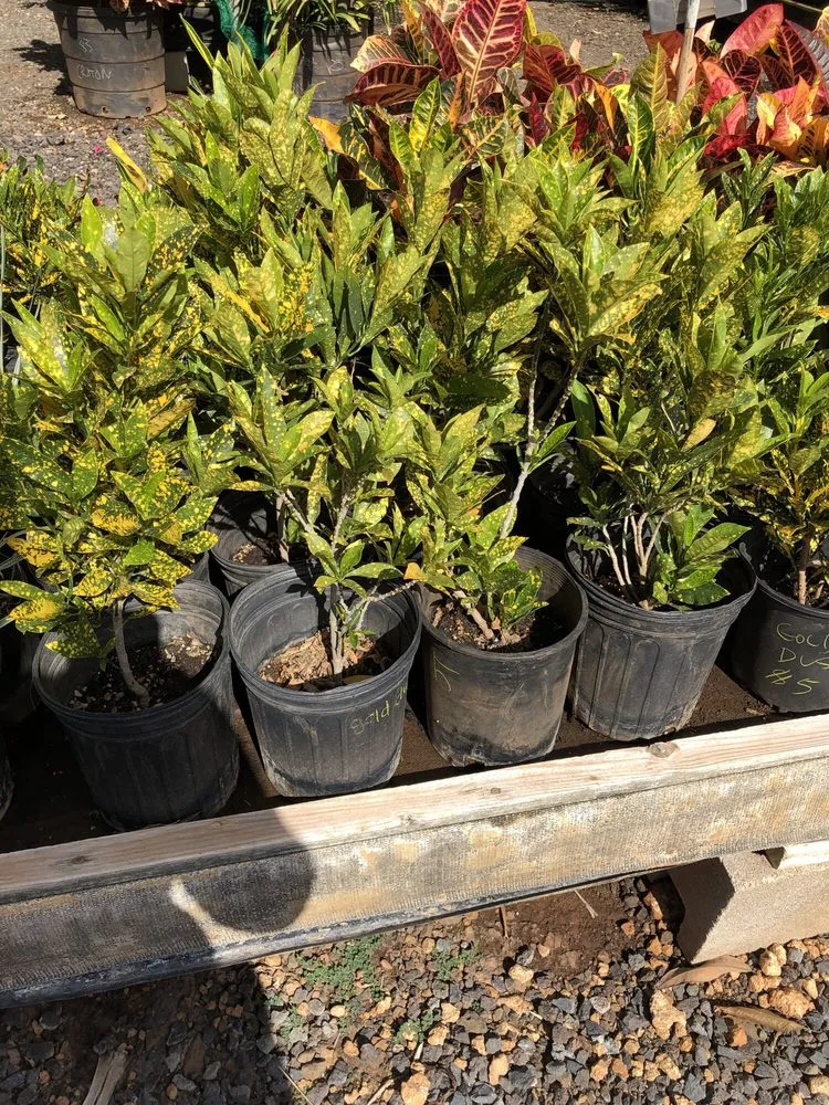 Professional yard maintenance experts serving Kapolei, HI - Kapolei Greenz